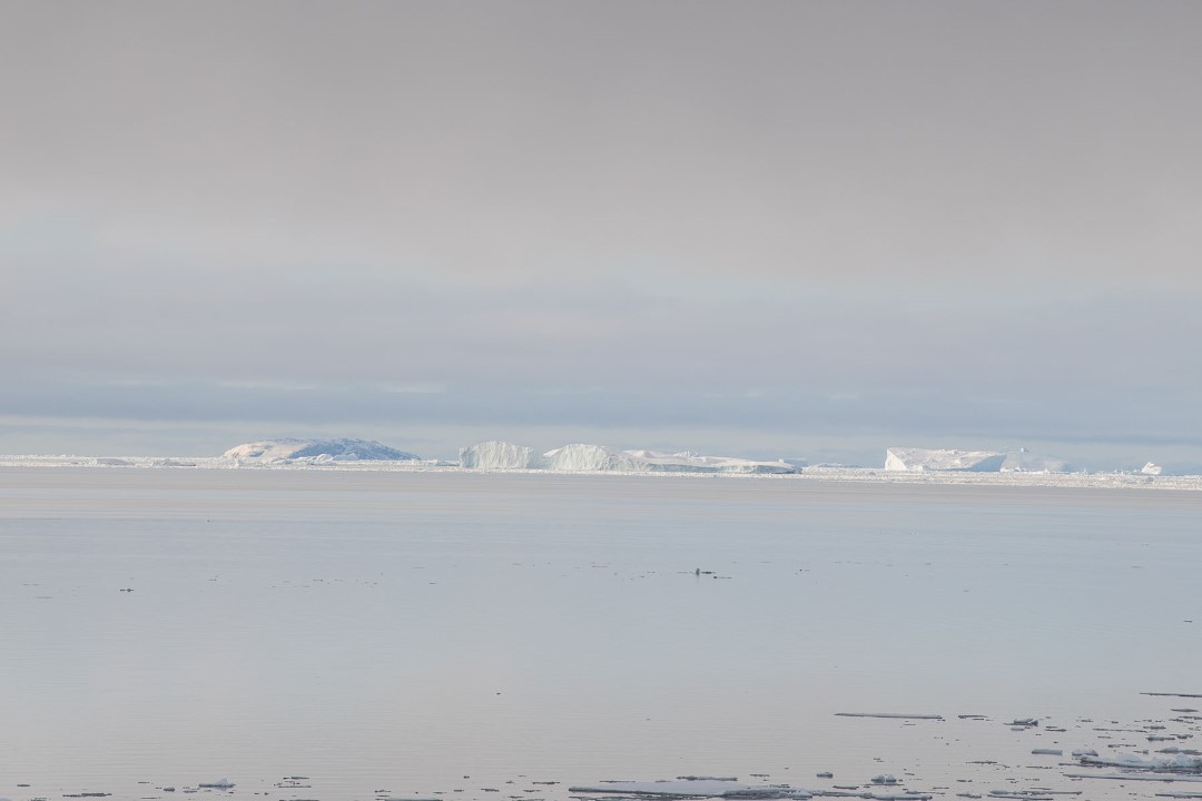 Narvali, Beluga e Foche - Qaanaaq